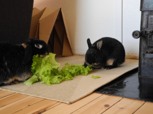 salat2