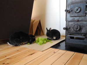salat
