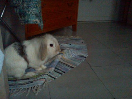 roger