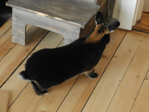 pusser opp 006