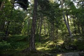 skog3