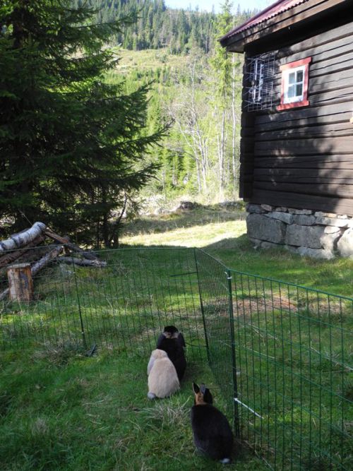 hyttetur høst 022