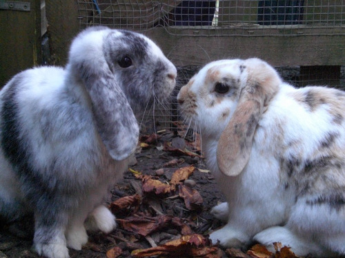 Humphry & Sebastian