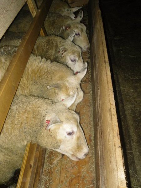 Alger 2 - sauer spiser kraftfor
