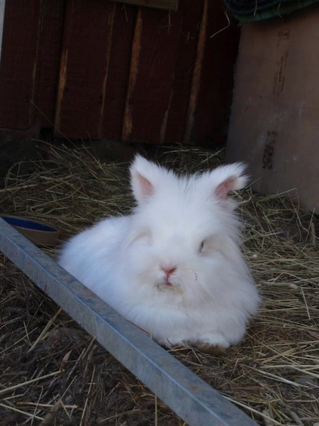 Doris
