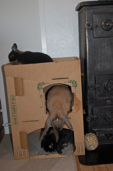 DSC_0096