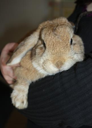 sofus