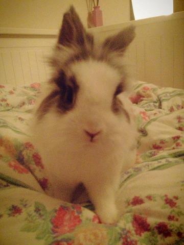 Sofus