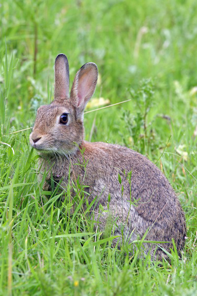 Wild Rabbit - by Ben Woodward