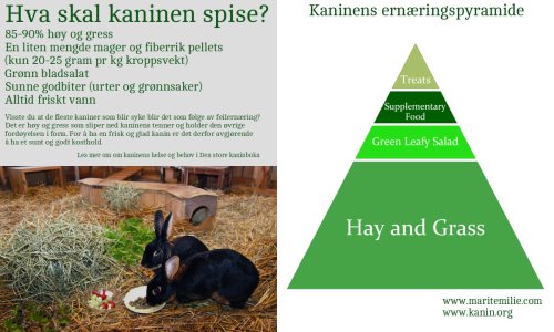 Kaninens ernæringspyramide
