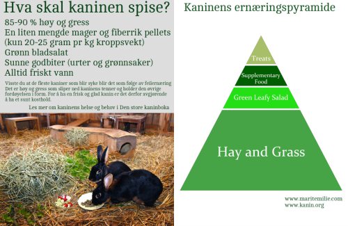 kaninens ernæringspyramide